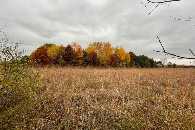 Meridian Park meadow. Photo Courtesy Alexis Hansen