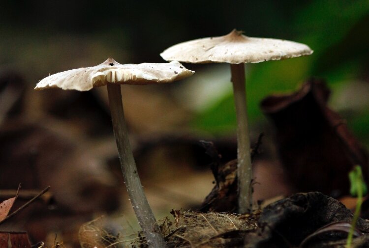 Four guided mushroom hunts will take place this year: Sept. 16, 21, and 30, and Oct. 8. Locations vary, but each hunt is led by the North American Mycological Association.