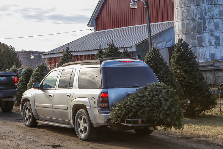 A fresh-cut Christmas tree is loaded onto the back of a customer's car to be transported home.