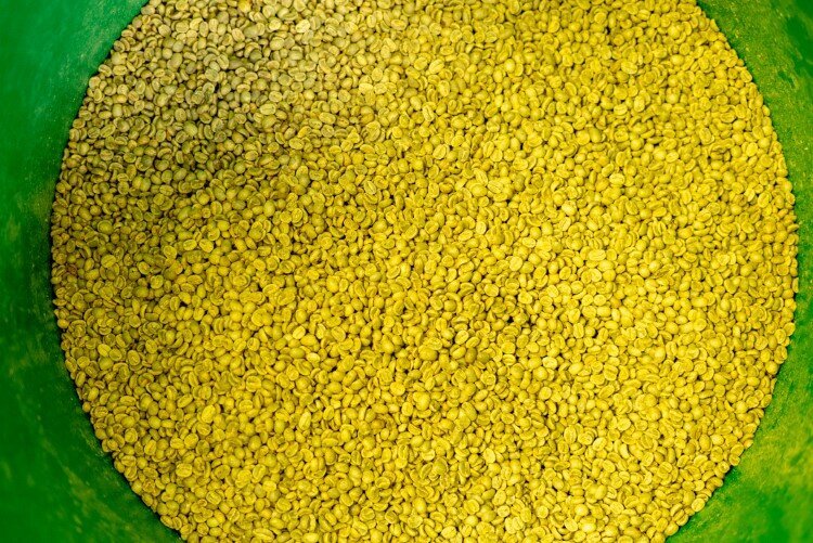 Fresh beans ready to be roasted.