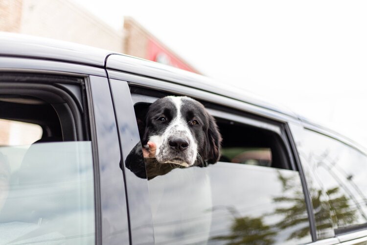 Penny Wimer patiently awaits a Dog Dish Aug. 30 at Doozie’s Ice Cream Place. Penny’s mother, Stephanie Wimer, 35, of Mt. Pleasant, said she frequents Doozie’s as a treat for her dog after a successful bath. Her children experience something similar. “If there’s a chore the kids don’t particularly want to do, I’ll bribe them with ice cream,” Wimer says, laughing.