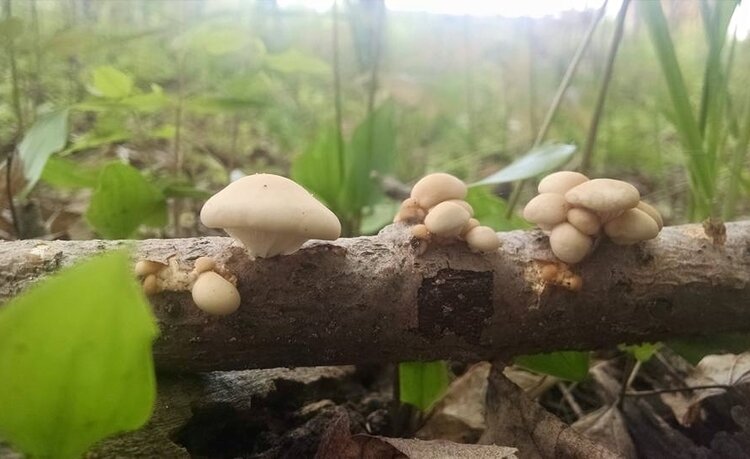 Mushrooms growing on a log at Udder Bliss Farm.