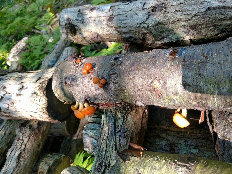 Mushroom are grown on logs or in bags of straw or sawdust.