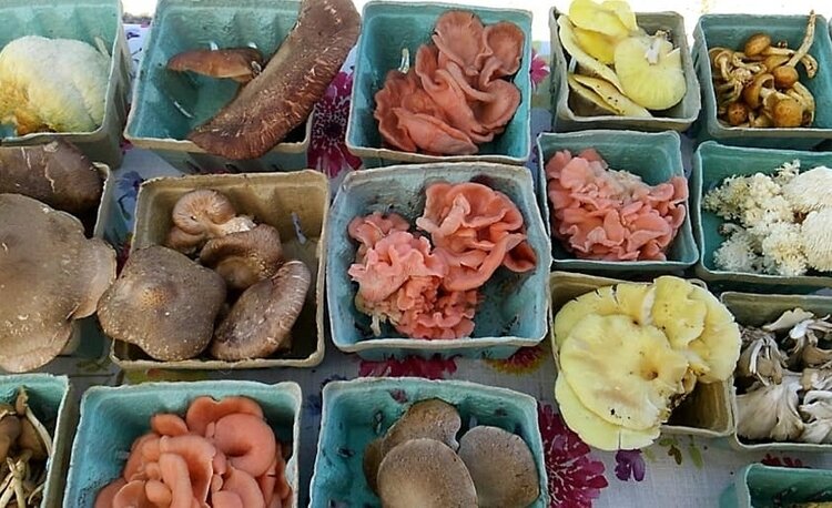 Currently Udder Bliss Farm grows about 10 varieties of mushrooms.