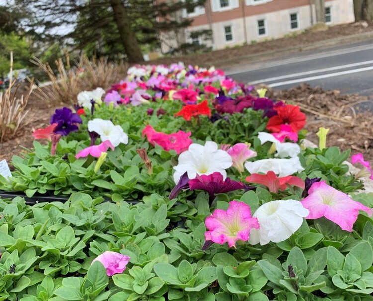 Volunteers gathered at Memorial Presbyterian in Midland before going out to plant.