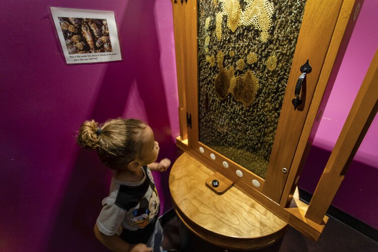 An Alma College Head Start Program preschooler stares at live honeybees behind protective glass. In warm weather, there's additional educational opportunity for kids who speak to an adult after noticing bees exit the honeycomb to fly outside.