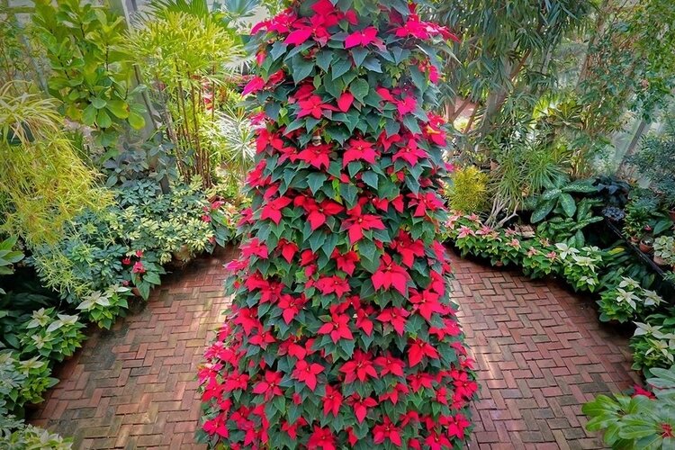 Over 100 vibrant red and green poinsettia plants combine to create a 16-foot Christmas tree located in the Dow Garden's conservatory. 