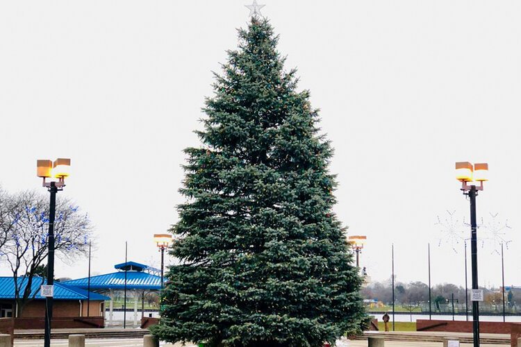 Each year, a large, lighted Christmas tree is placed in Bay City's Wenonah Park, marking the start of the holiday season. 