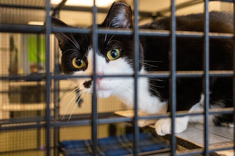 At cat curiously peers out of its cage at the Humane Animal Treatment Society.