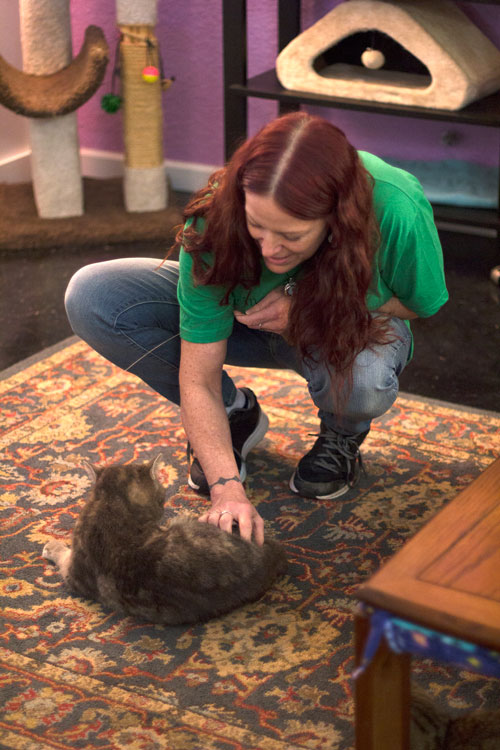 Beckwith pets an adoptable cat at Karma Kat Cafe