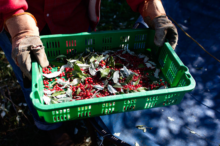 Autumn Olive berries and leaves are collected in a shallow tray during harvest.
