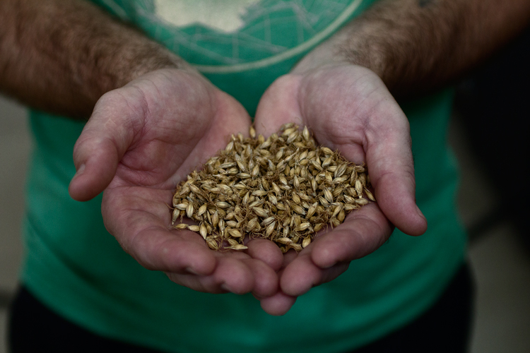 Mountain Town Brewery uses local grains in their beer recipes