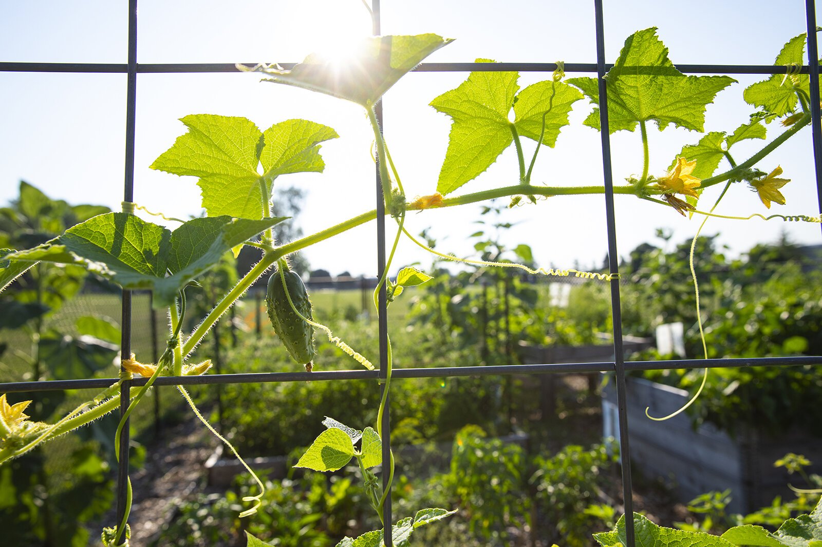 The Youth Mentor Garden at Marquette Park in Wyoming, Mich.