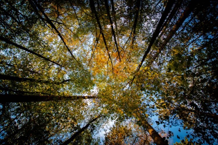 A sunrise captured at Chippewa Watershed Conservancy's Bundy Hill / Courtesy Adam Miedema