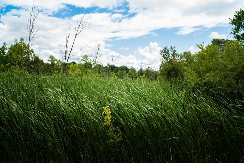 The Chippewa Watershed Conservancy protects natural habitat and open space