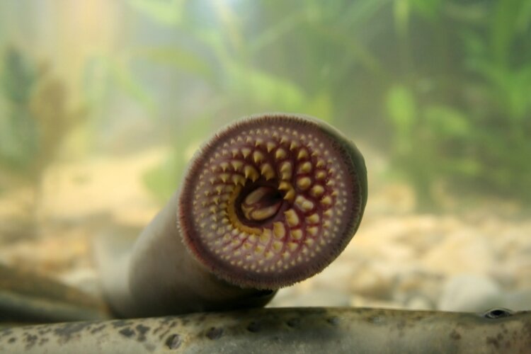 A mouth of a sea lamprey (stock image)