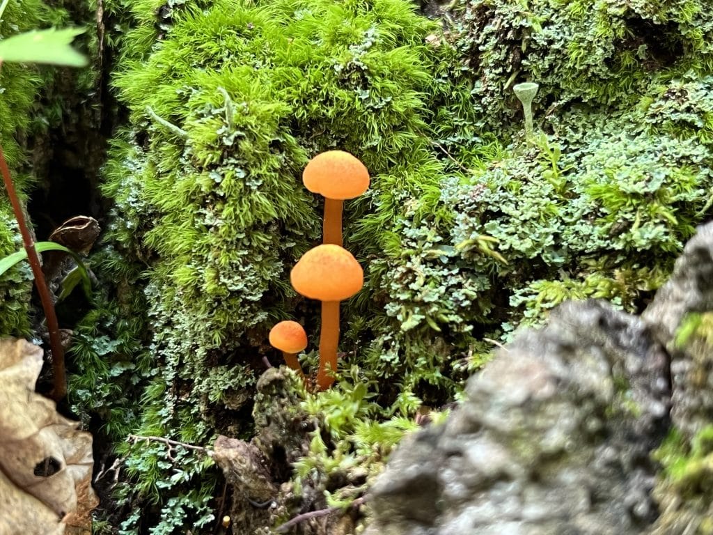 Mt. Pleasant October 2025 events