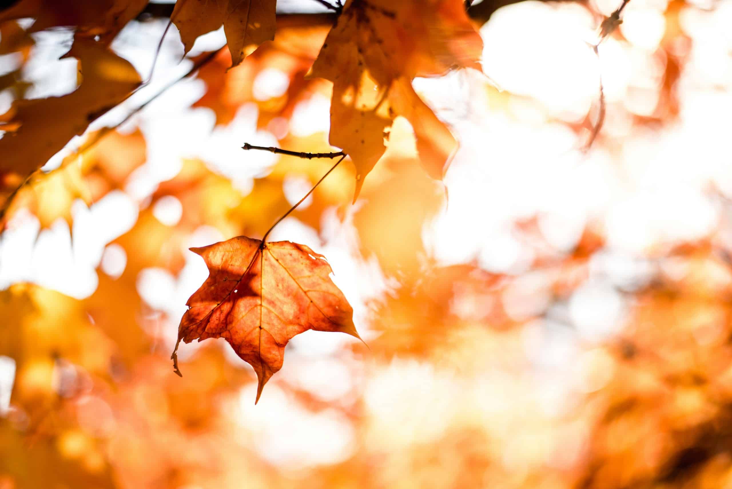 Mt. Pleasant in October: Local events to enjoy this fall