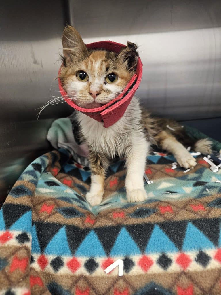 Isabella County HATS
