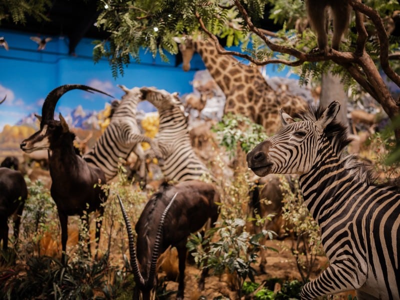Clare wildlife museum