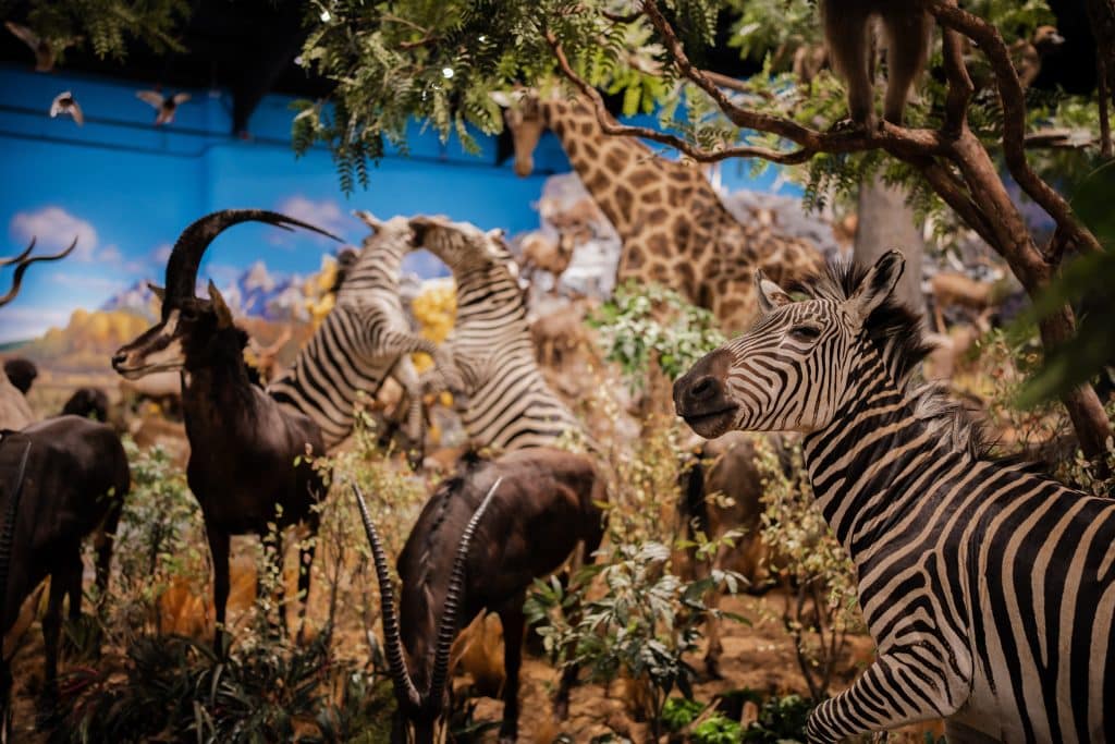 Clare wildlife museum