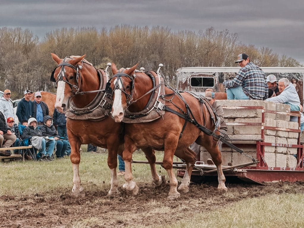 Maple Syrup Festival