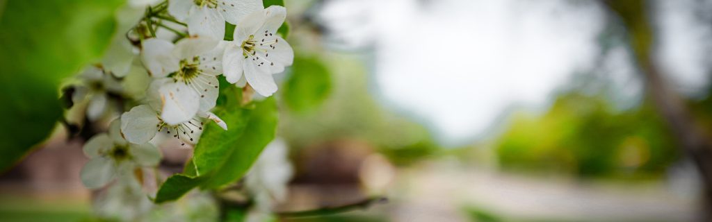 Mt. Pleasant Events June