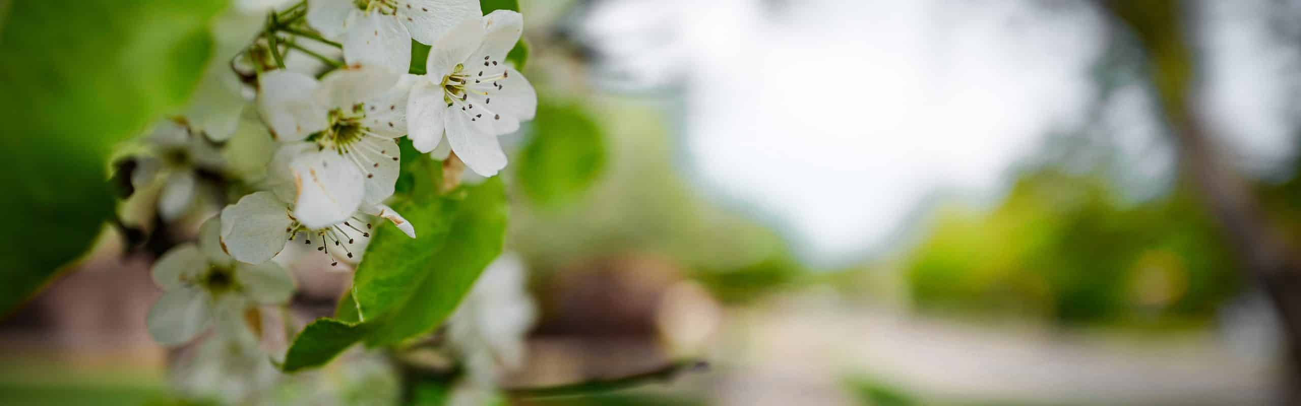 A roundup of Mt. Pleasant area events this June